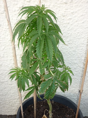 Growreport Bild 5