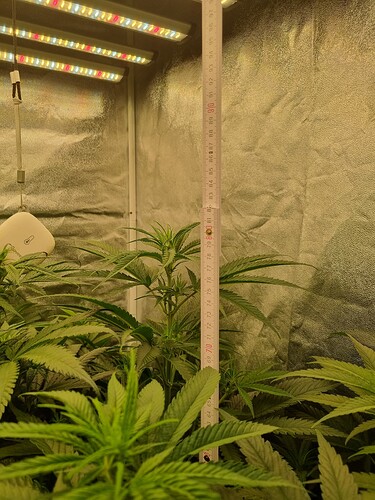 Growreport Bild 24