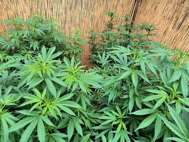 Growreport Bild 16