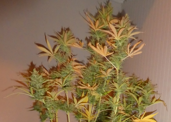 Growreport Bild 3