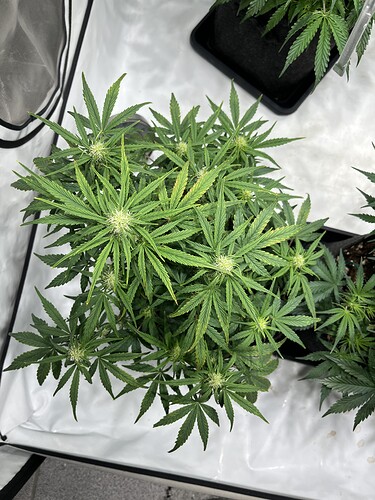 Growreport Bild 9