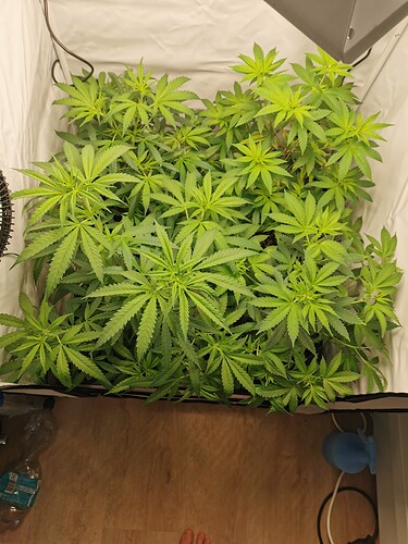 Growreport Bild 7