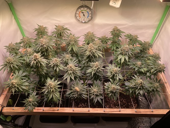 Growreport Bild 1