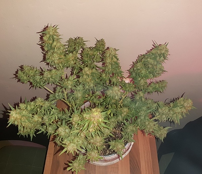 Growreport Bild 8