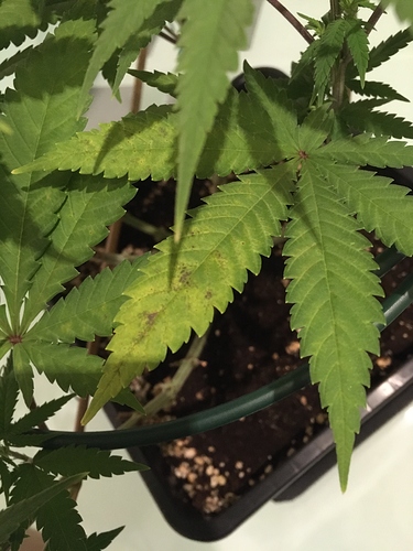 Growreport Bild 3