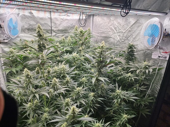 Growreport Bild 31
