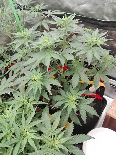Growreport Bild 18