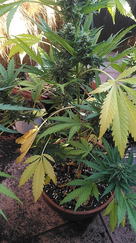 Growreport Bild 13