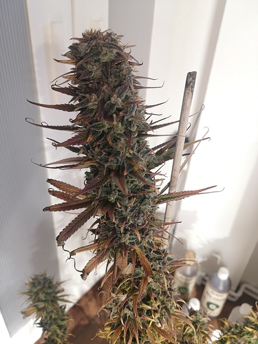 Growreport Bild 2