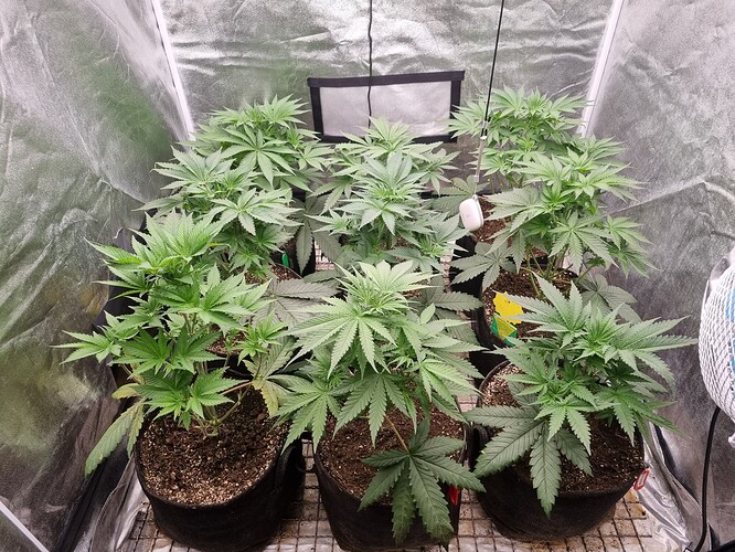 Growreport Bild 8