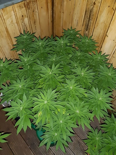 Growreport Bild 6