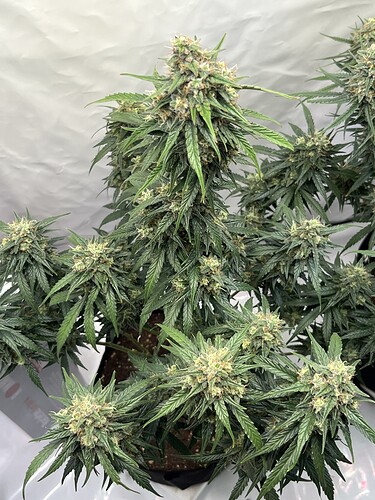 Growreport Bild 28