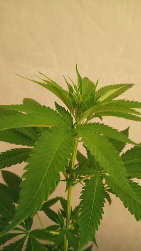Growreport Bild 35