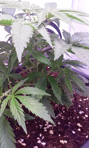 Growreport Bild 10