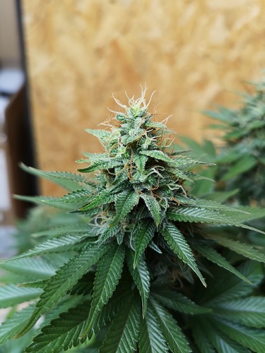 Growreport Bild 2