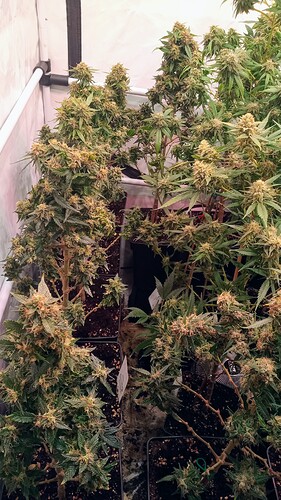 Growreport Bild 17