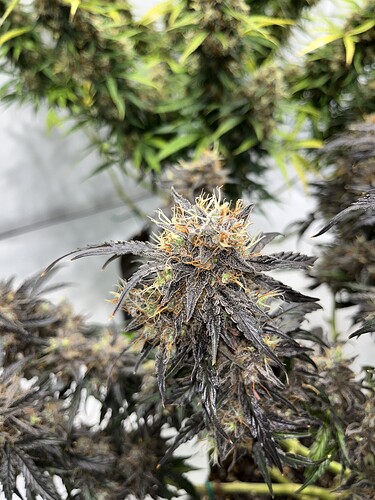 Growreport Bild 2
