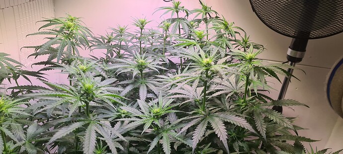 Growreport Bild 7