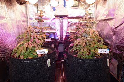Growreport Bild 24