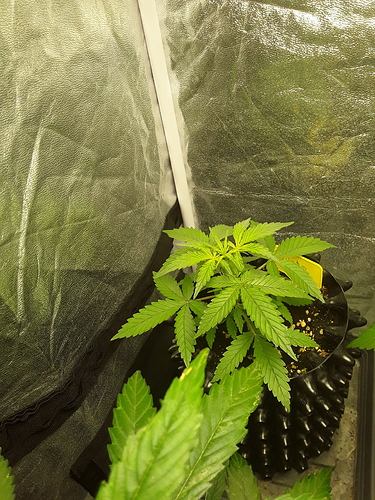 Growreport Bild 5