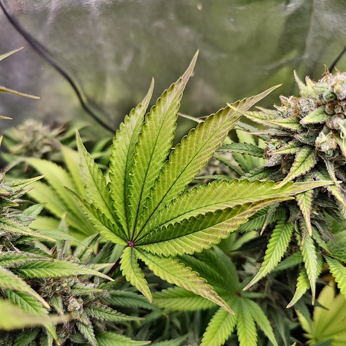Growreport Bild 18