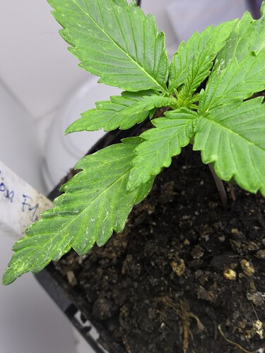 IMG_20230615_2042481