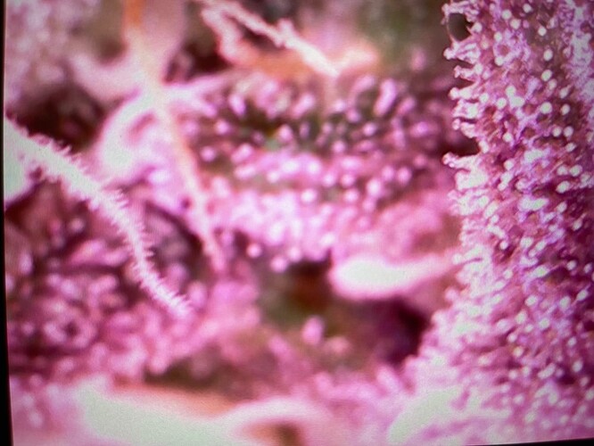 Growreport Bild 9
