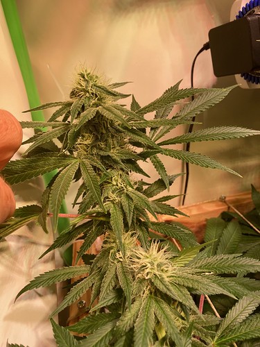 Growreport Bild 10