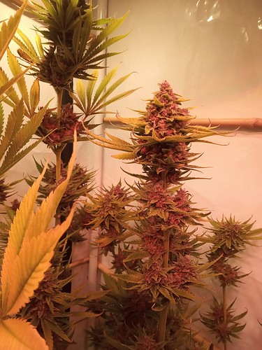 Growreport Bild 8