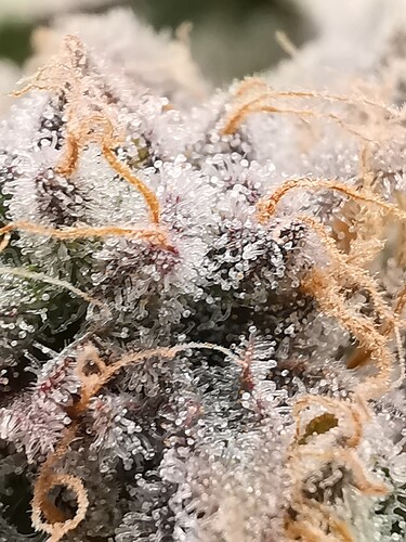 Growreport Bild 43