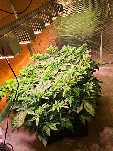 Mehrere junge Cannabis-Pflanzen in einem Zelt unter LED-Lampen, die sich im Wuchs befinden.