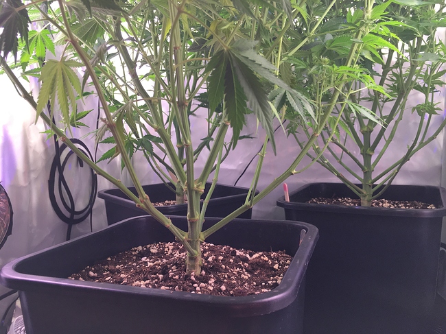 Growreport Bild 10