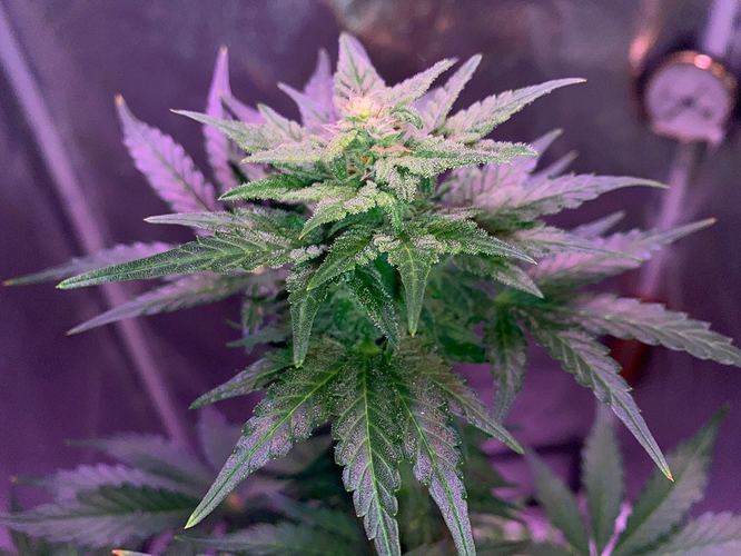 Growreport Bild 16
