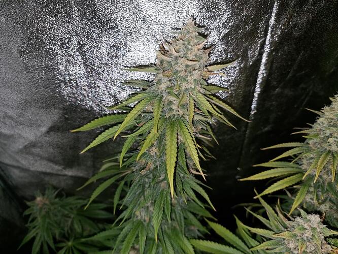 Growreport Bild 2