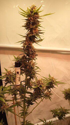 Growreport Bild 29