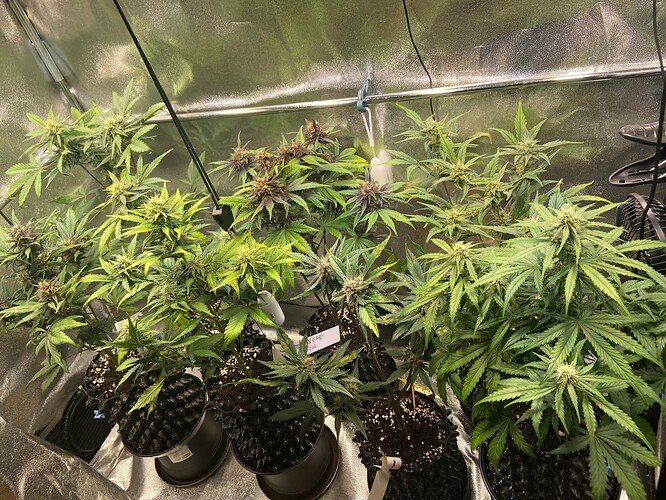 Growreport Bild 7