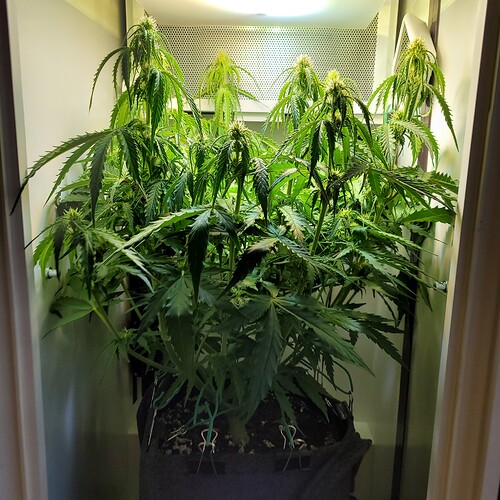 Growreport Bild 3