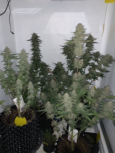 Growreport Bild 1