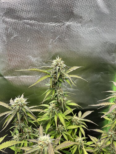 Growreport Bild 6