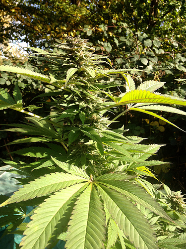 Growreport Bild 2