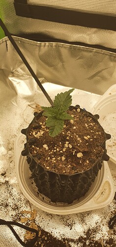 Growreport Bild 2