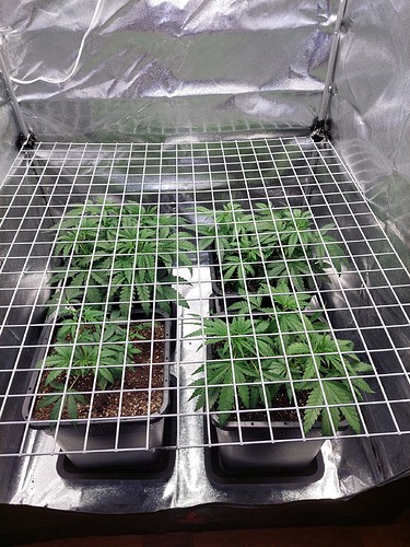 Growreport Bild 6
