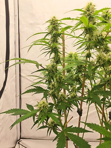 Growreport Bild 6