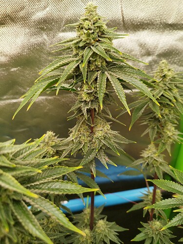 Growreport Bild 13