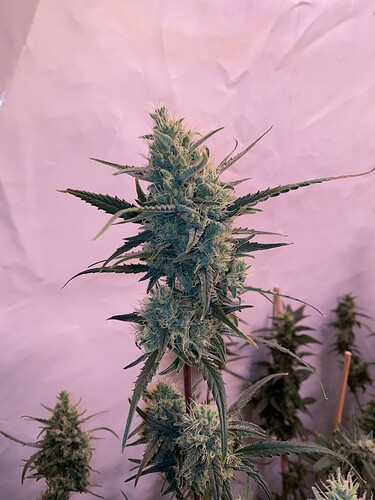 Growreport Bild 5