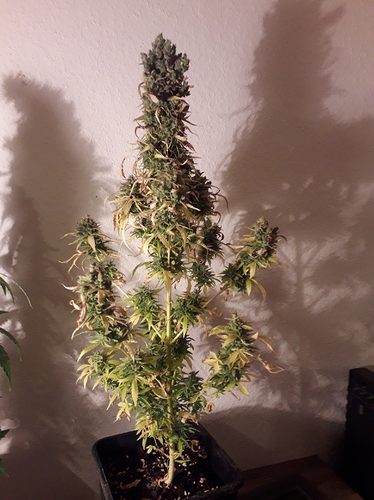 Growreport Bild 2