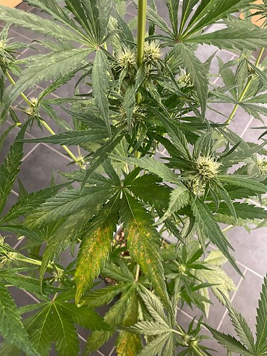 Growreport Bild 20