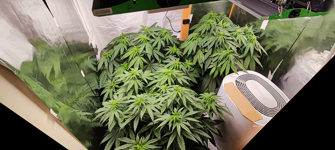 Growreport Bild 1