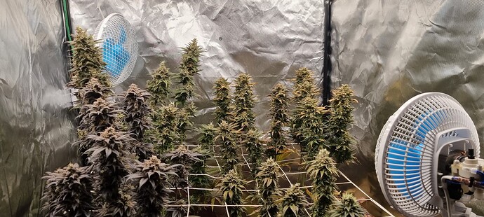 Growreport Bild 30