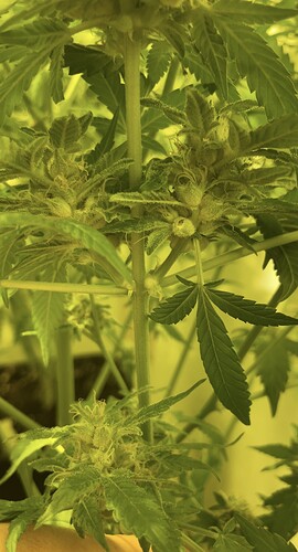 Growreport Bild 4